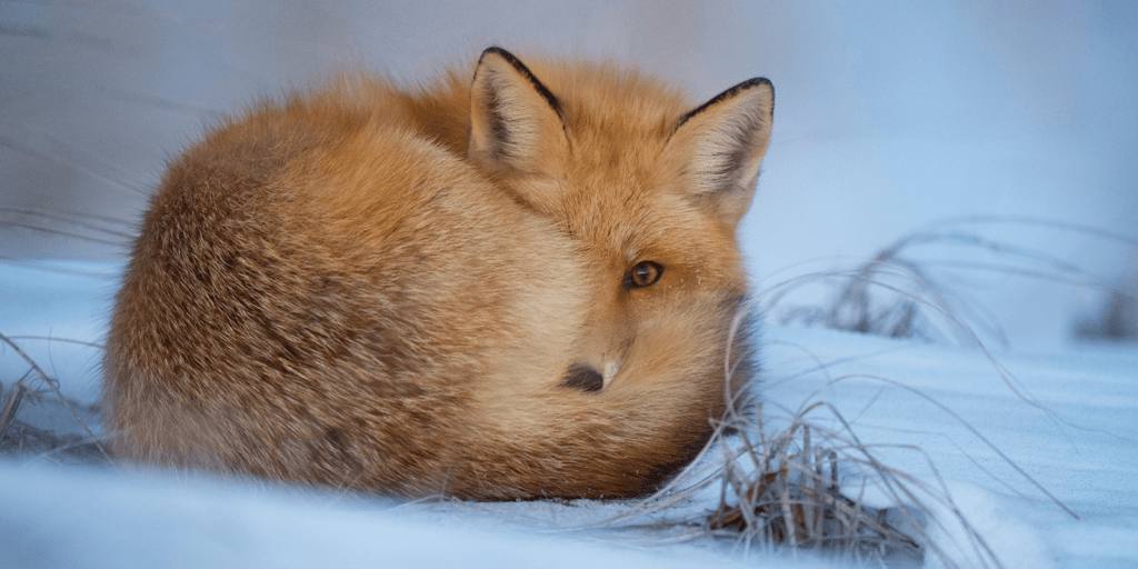 Fuchs im Schnee mit dichtem Fell