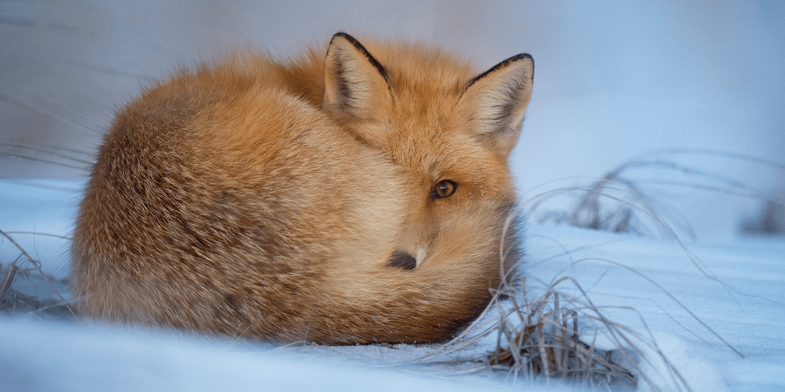 Gutes tun macht glücklich: Fuchs-Power in ganz Deutschland