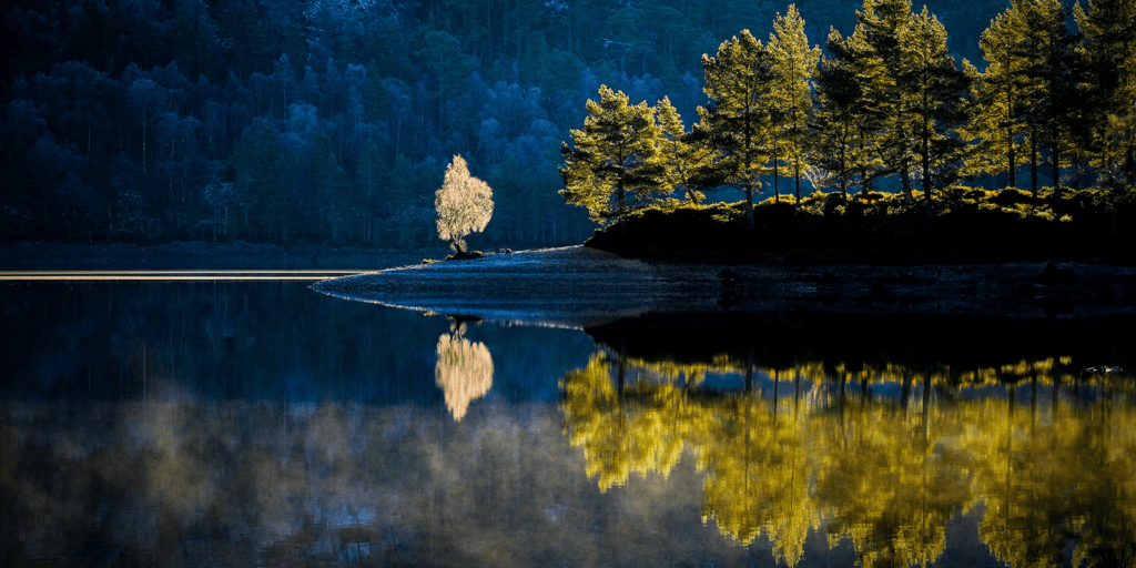 Einzelner-Baum-leuchtet-im-Winterlicht