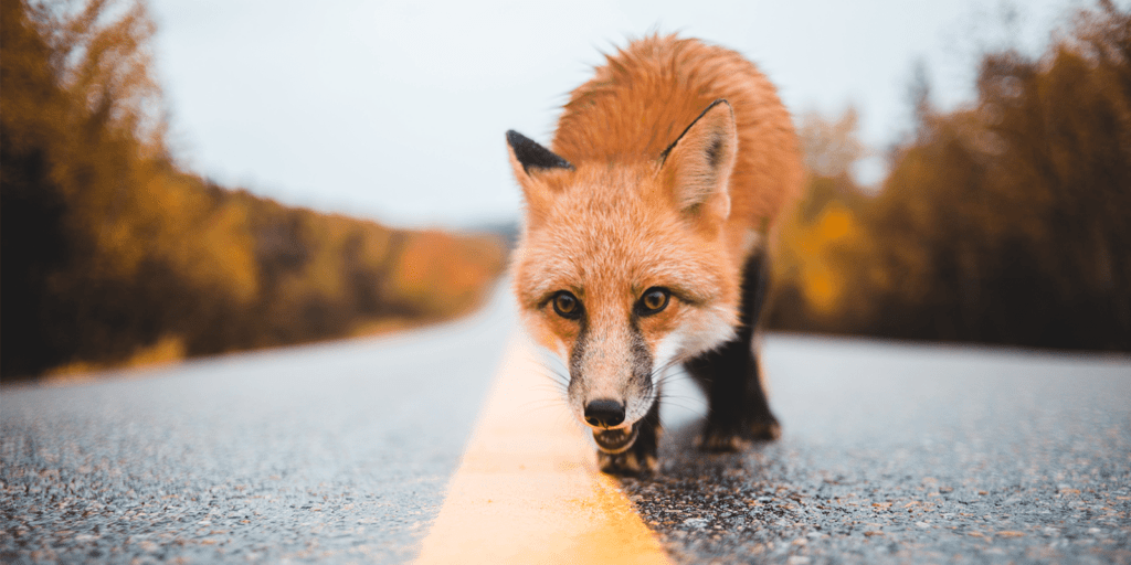 Fuchs folgt einer Linie auf der Straße