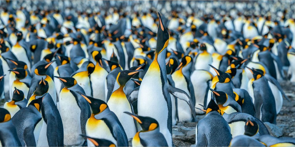 eine große Gruppe Pinguine, die nebeneinander stehen